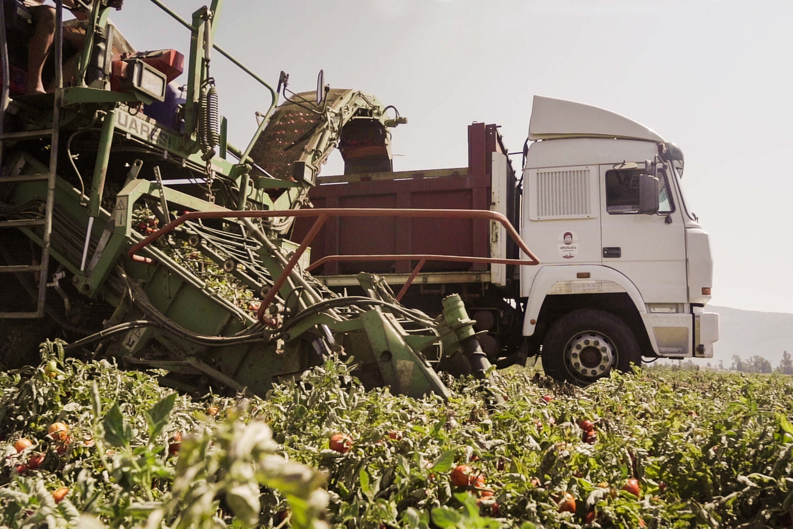 marasca-product-field-assets-imagery-2 farming italy